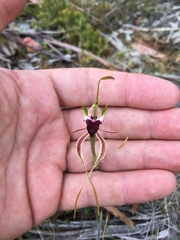 Caladenia dilatata