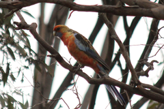 Platycercus elegans adelaidae