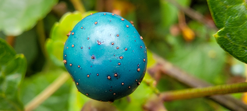 Ampelopsis glandulosa iNat (3)