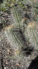 Echinocereus engelmannii