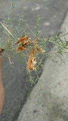 Cuscuta umbellata