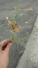 Cuscuta umbellata