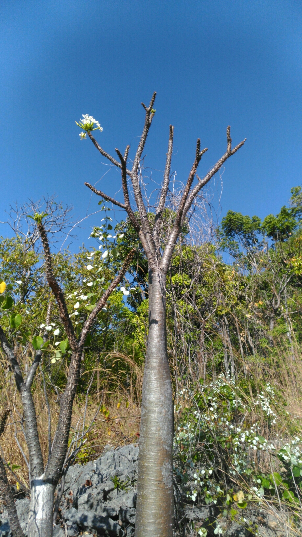 Imagem de Pachypodium