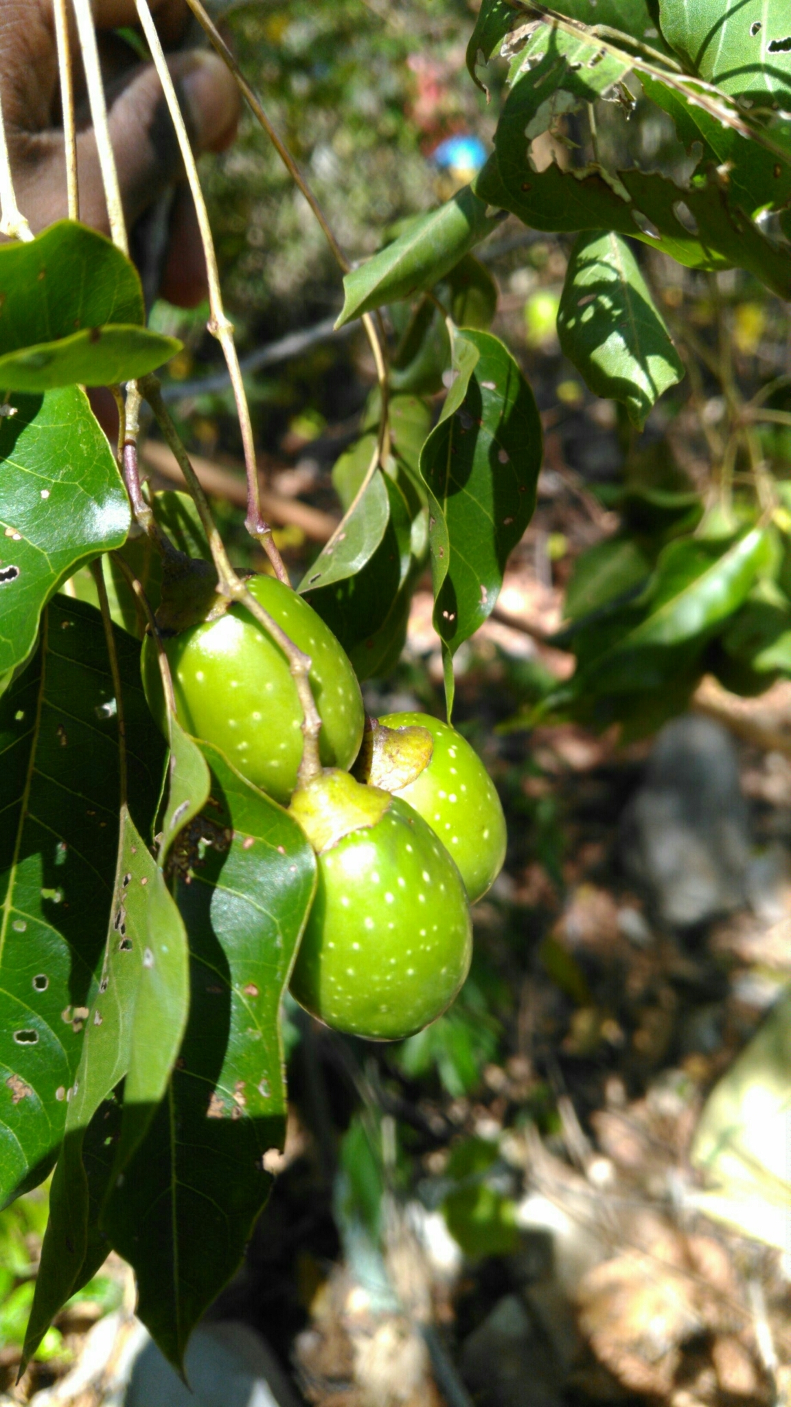 Imagem de Vitex beraviensis