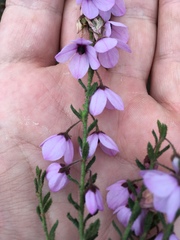 Tetratheca labillardierei
