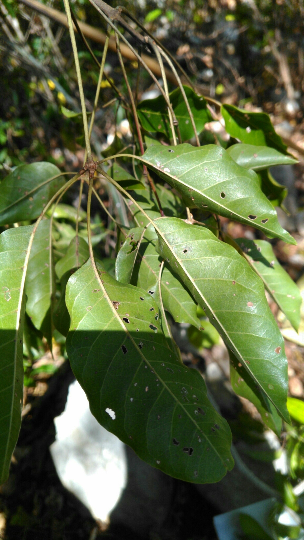 Imagem de Vitex beraviensis