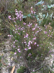 Tetratheca labillardierei