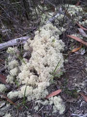 Cladonia confusa