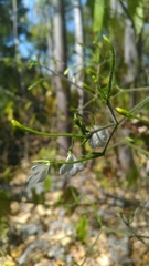 Rhinacanthus osmospermus image