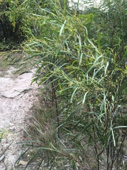 Phyllodineae