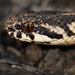 Chilean Slender Snake - Photo (c) lucasrojasr, some rights reserved (CC BY-NC), uploaded by lucasrojasr