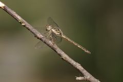 Cratilla lineata