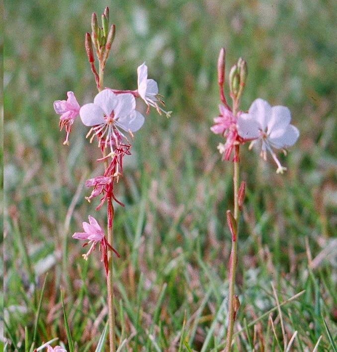 Oenothera coloradensis