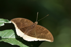 Tanaecia