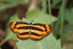 Pantoporia