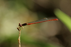 Ceriagrion praetermissum