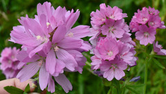 Sidalcea hirtipes