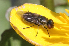 Chrysogaster
