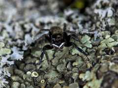 Euophrys frontalis