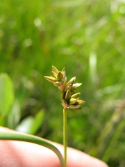 Carex tenuiflora