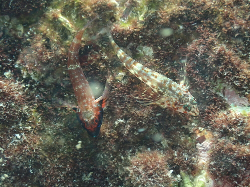 Fourspot triplefin (Helcogramma fuscipectoris) — Tripterygiidae — 3