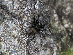 Euophrys frontalis