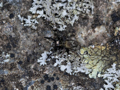 Euophrys frontalis