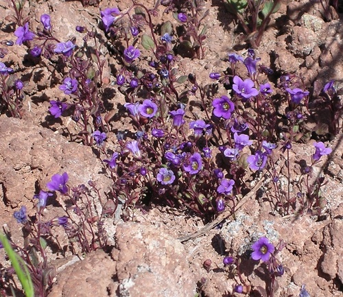 Phacelia pulchella var. atwoodii