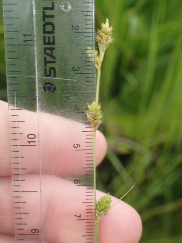 silvery sedge (Carex canescens)
