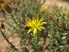 Cullumia micracantha