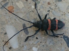 Ceroplesis orientalis