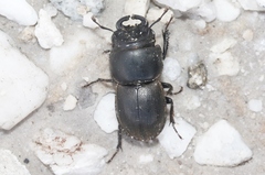 Lissotes rodwayi