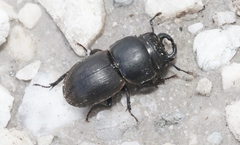 Lissotes rodwayi