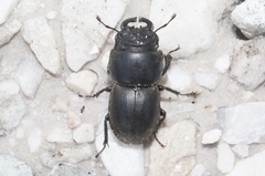 Lissotes rodwayi
