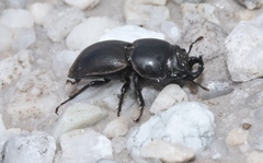 Lissotes rodwayi