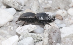 Lissotes rodwayi
