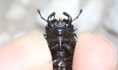 Lissotes rodwayi