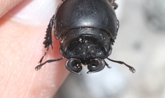 Lissotes rodwayi