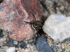 Euophrys frontalis