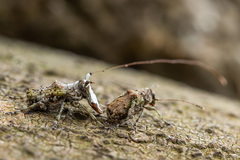 Hoherius meinertzhageni