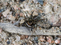 Euophrys frontalis