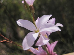 Heliophila maraisiana