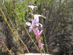 Heliophila maraisiana