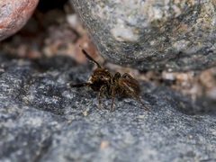 Euophrys frontalis