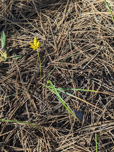 Image of Triteleia lemmoniae by (c) Logan J.L. Bradley, some rights reserved (CC BY)