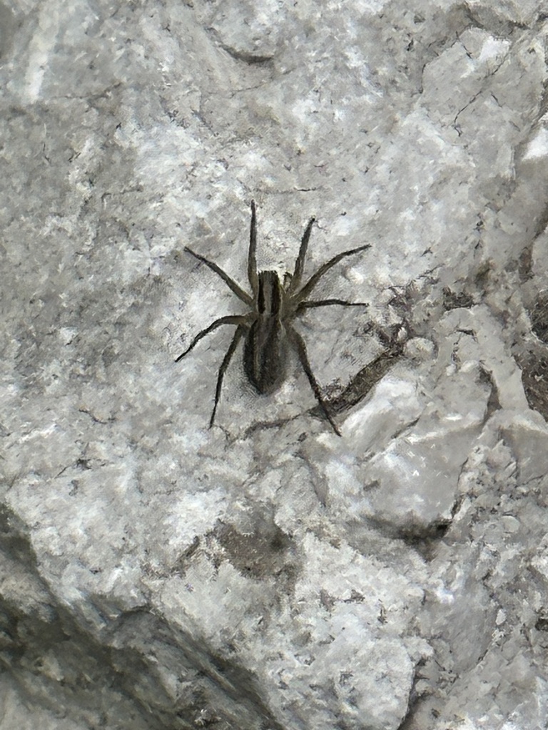 Pale Thin-legged Wolf spider