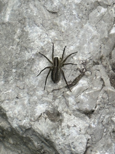 Pale Thin-legged Wolf spider