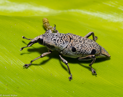 Sphenocorynes cinereus