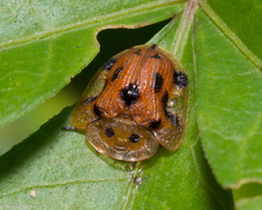 Laccoptera
