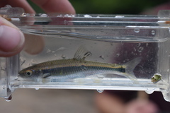 Tricolor Shiner photo 4